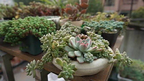 冰蟲環?？萍?植物除甲醛效果甚微.jpg